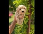 Maltipoo stenci spremni su za preuzimanje 